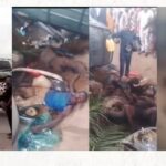 30 Dead, Dozens Rescued in Niger Boat Tragedy – NEMA