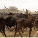 Nigeria–Niger Border Reopening Boosts Trade and Diplomacy — Presidency